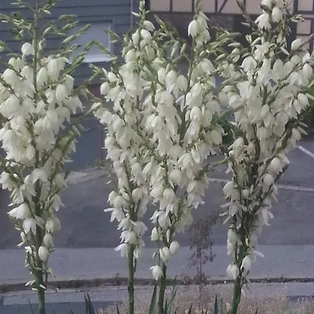 Am Schloss Lejlighed